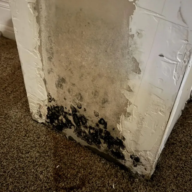 Professional Mold Removal in McPherson County, KS